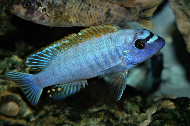 Labeotropheus trewavasae 'Thumbi West Island'